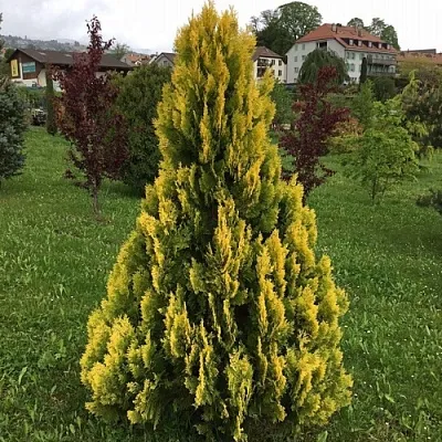 Туя ЕЛЛОУ РИББОН западная  Туя ЕЛЛОУ РИББОН западная в Твери