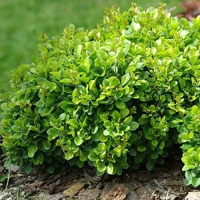 Барбарис КОБОЛЬД тунберга  Барбарис КОБОЛЬД тунберга в Твери