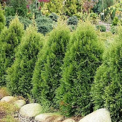 Туя СМАРАГД ВИТБОНТ западная  Туя СМАРАГД ВИТБОНТ западная в Твери