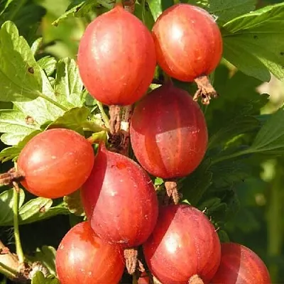 Крыжовник МАШЕКА  Крыжовник МАШЕКА в Твери