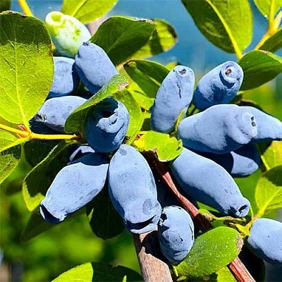 Жимолость съедобная АВРОРА в Твери