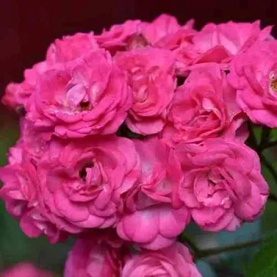 Саженцы роз ДИНКИ мускусная в Твери