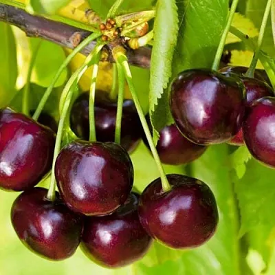 Черешня ИПУТЬ  Черешня ИПУТЬ в Твери