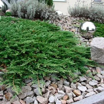 Можжевельник ПРИНЦ ОФ УЭЛЬС горизонтальный  Можжевельник ПРИНЦ ОФ УЭЛЬС горизонтальный в Твери