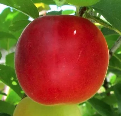 Плумкот БИРИКОККОЛО БОЛОГНЕС в Твери