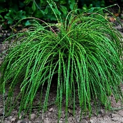 Туя ВИПКОРД складчатая в Твери