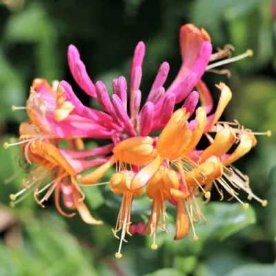 Жимолость ГЕКРОТА в Твери