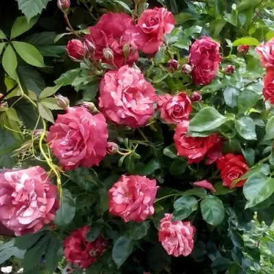 Саженцы роз БРАУНИ плетистая — описание сорта Саженцы роз БРАУНИ плетистая в Твери