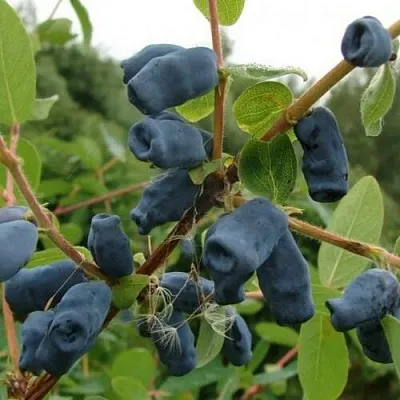 Жимолость съедобная ПУШКИНСКАЯ  Жимолость съедобная ПУШКИНСКАЯ в Твери