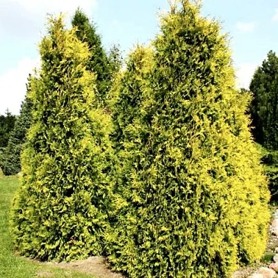 Туя САЛЛАНД западная  Туя САЛЛАНД западная в Твери