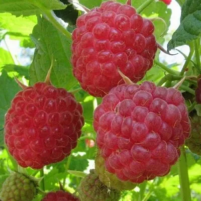 Малина НОВОСТЬ КУЗЬМИНА  в Твери