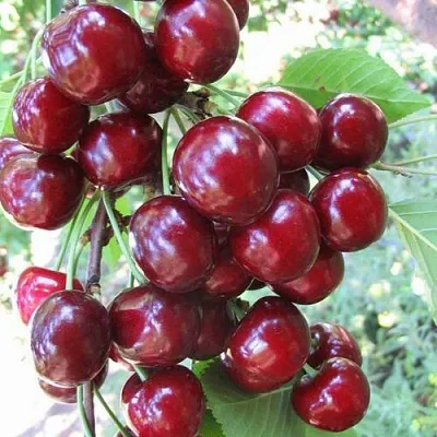 Черешня ОДРИНКА  Черешня ОДРИНКА в Твери