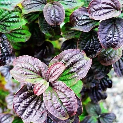 дерен КОМПРЕССА кроваво-красный  дерен КОМПРЕССА кроваво-красный в Твери