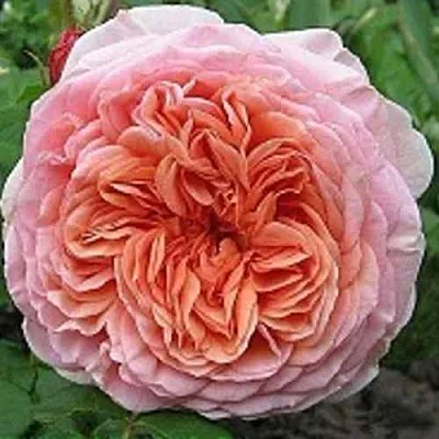 Саженцы роз АБРАХАМ ДЕРБИ английская в Твери