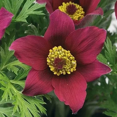 Прострел ПИНВИЛ РЕД ШЕЙДЕС в Твери