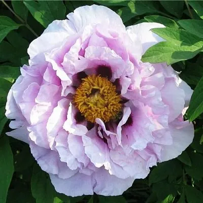 Пион СИНИЙ САПФИР древовидный  Пион СИНИЙ САПФИР древовидный в Твери