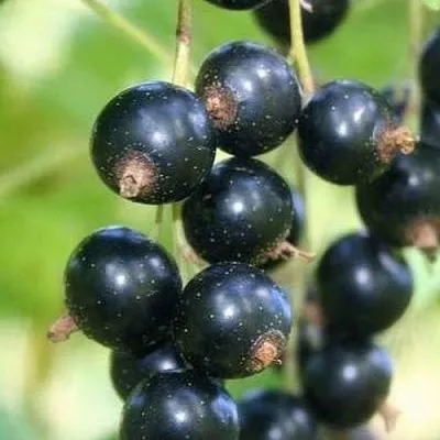 Смородина черная СТРЕЛЕЦ в Твери