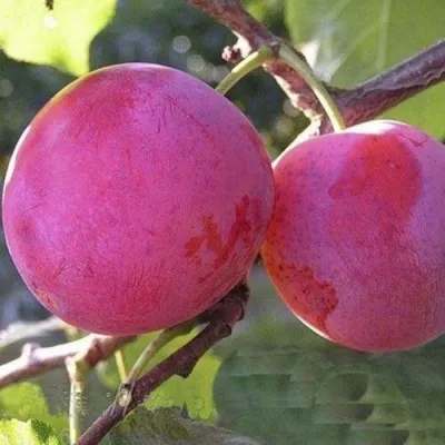 Слива ДЕЛИКАТНАЯ — описание сорта Слива ДЕЛИКАТНАЯ в Твери