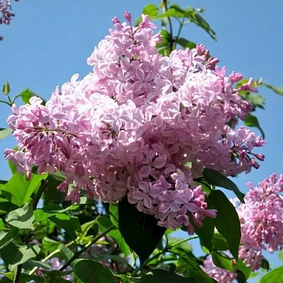 Сирень БУФФОН  Сирень БУФФОН в Твери