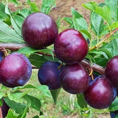 Шарафуга ВЕЛЬВЕТ САНРАЙЗ в Твери