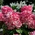 Гортензия ПИНК ДАЙМОНД метельчатая в Твери