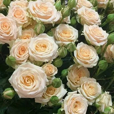 Саженцы роз ТАНЯ спрей в Твери