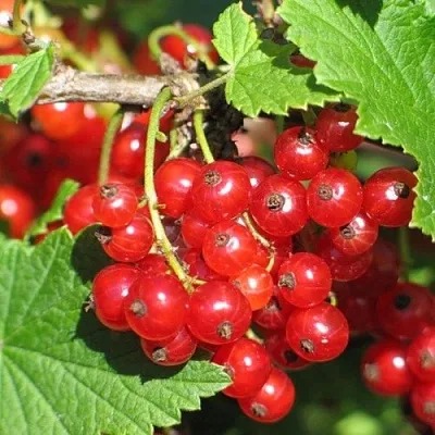 Смородина красная РАЧКОВСКАЯ  Смородина красная РАЧКОВСКАЯ в Твери