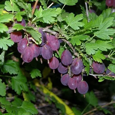 Крыжовник ГРУШЕНЬКА  Крыжовник ГРУШЕНЬКА в Твери
