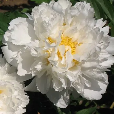 Пион БОУЛ ОФ КРИМ травянистый в Твери