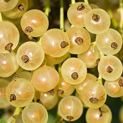 Смородина белая СМОЛЬЯНИНОВСКАЯ  Смородина белая СМОЛЬЯНИНОВСКАЯ в Твери