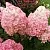 Гортензия МЭДЖИКАЛ КЭНДЛ метельчатая в Твери