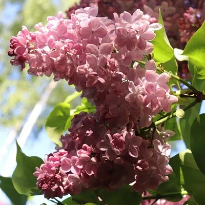 Сирень МЕДОВЫЙ СПАС в Твери