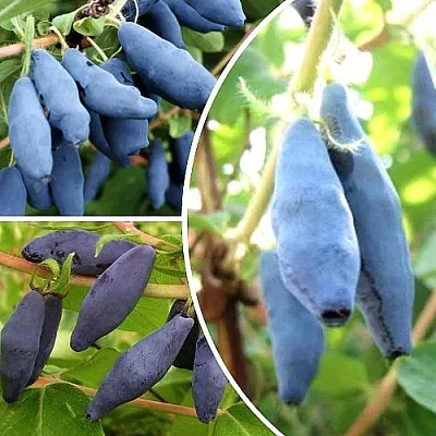 Комплект СЛАДКИЕ ХИТЫ в Твери