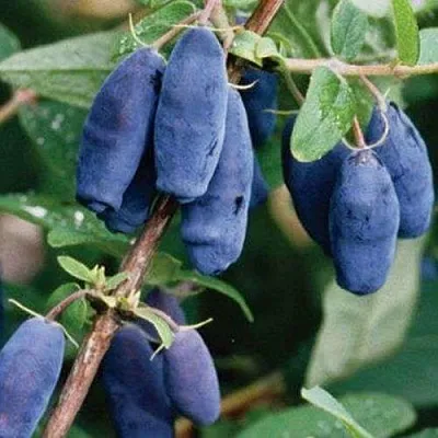 Жимолость съедобная ЛАЗУРНАЯ в Твери