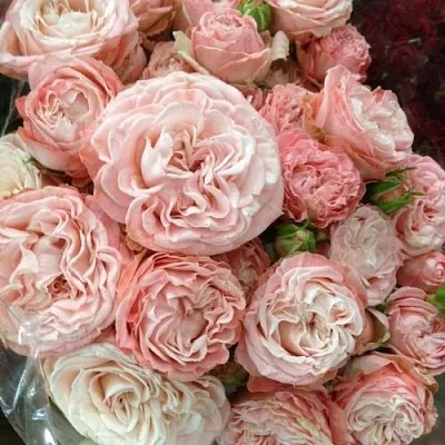 Саженцы роз МАДАМ БОМБАСТИК спрей в Твери