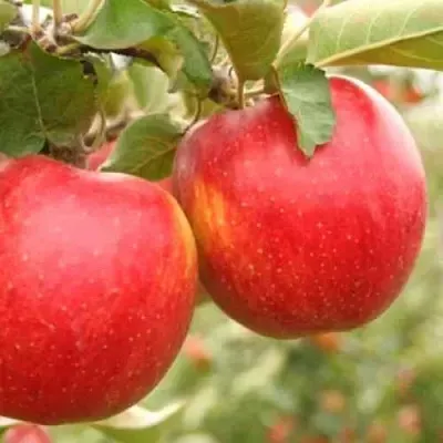 Яблоня ДЖОНАГОЛД  Яблоня ДЖОНАГОЛД в Твери