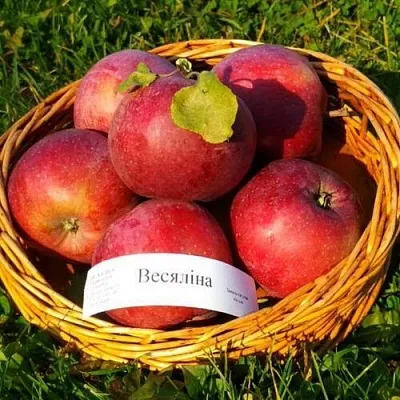 Яблоня ВЕСЯЛИНА в Твери