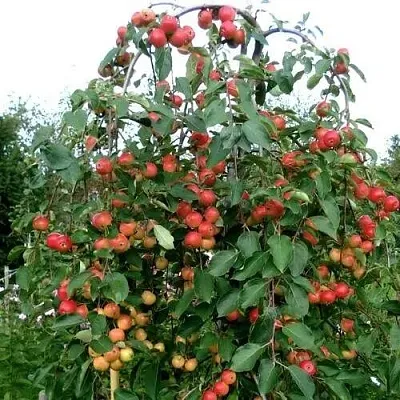 Яблоня ХЮВИНГИЕНЗИС декоративная  Яблоня ХЮВИНГИЕНЗИС декоративная в Твери