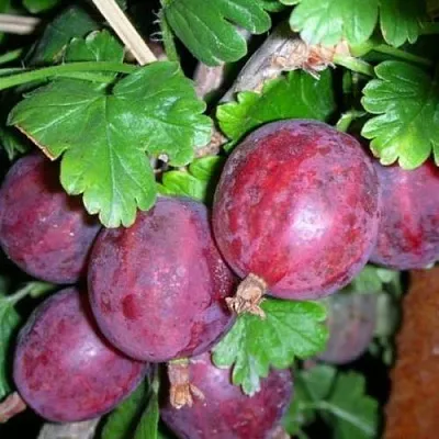 Крыжовник КОЛОБОК  Крыжовник КОЛОБОК в Твери