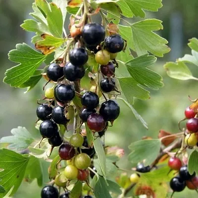 Смородина золотистая ПЛОТНОМЯСАЯ  Смородина золотистая ПЛОТНОМЯСАЯ в Твери