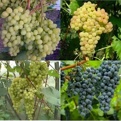 Комплект ВИНОГРАДНАЯ РАДУГА в Твери