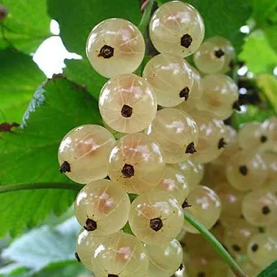 Смородина белая ЮТЕРБОРГСКАЯ  Смородина белая ЮТЕРБОРГСКАЯ в Твери