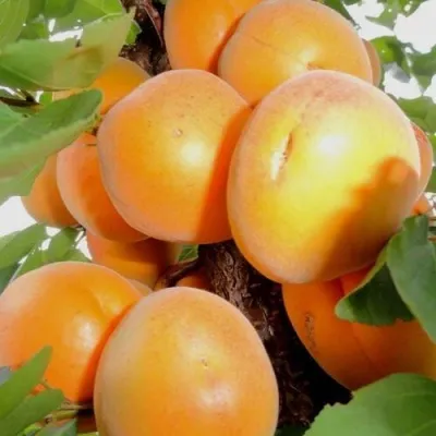 Абрикос ДЕСЕРТНЫЙ — описание сорта Абрикос ДЕСЕРТНЫЙ в Твери