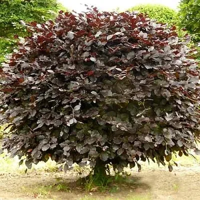 Бук лесной АТРОПУНИЦЕА в Твери