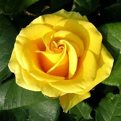 Саженцы роз ПАПИЛОН чайно-гибридная в Твери