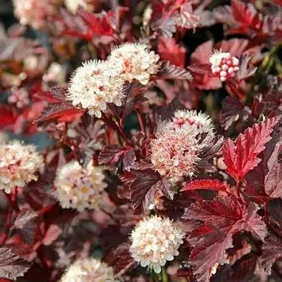 Пузыреплодник ЛЕДИ ИН РЕД  Пузыреплодник ЛЕДИ ИН РЕД в Твери