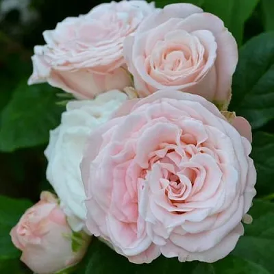 Саженцы роз БОМБАСТИК спрей в Твери