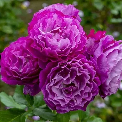 Саженцы роз БЛЮ ЭДЕН  флорибунда в Твери