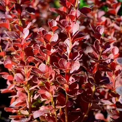 Барбарис ВУЛКАНО тунберга  Барбарис ВУЛКАНО тунберга в Твери