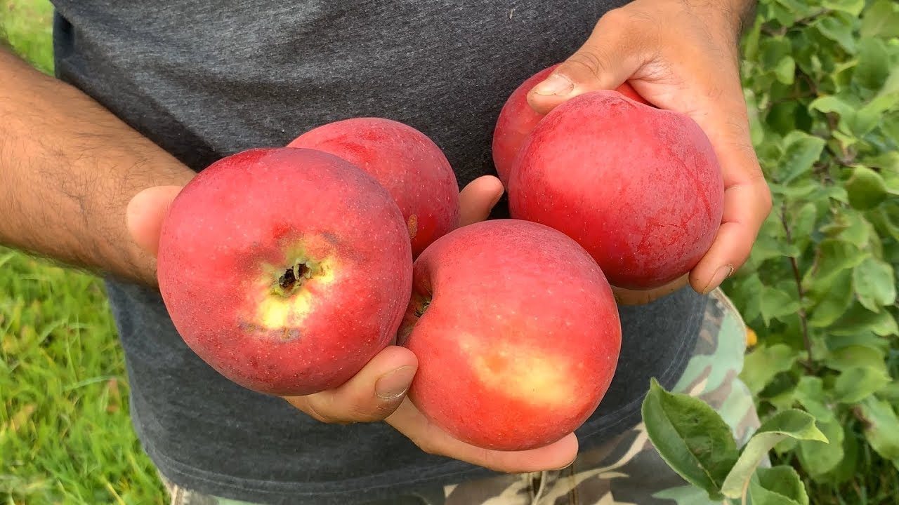 Превью видео